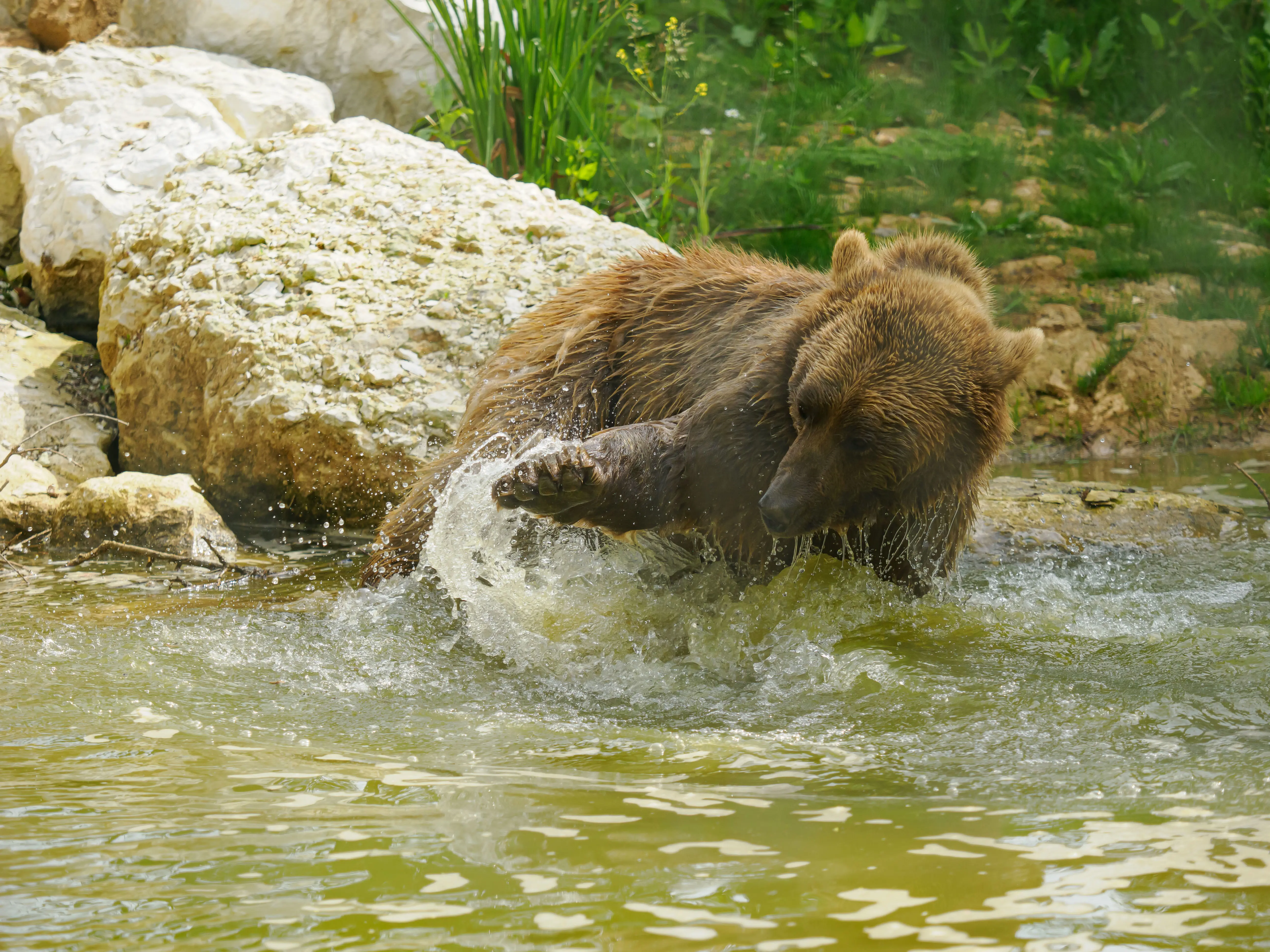 bear playing in a pond