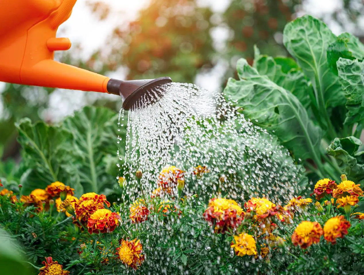 watering can watering garden flowers