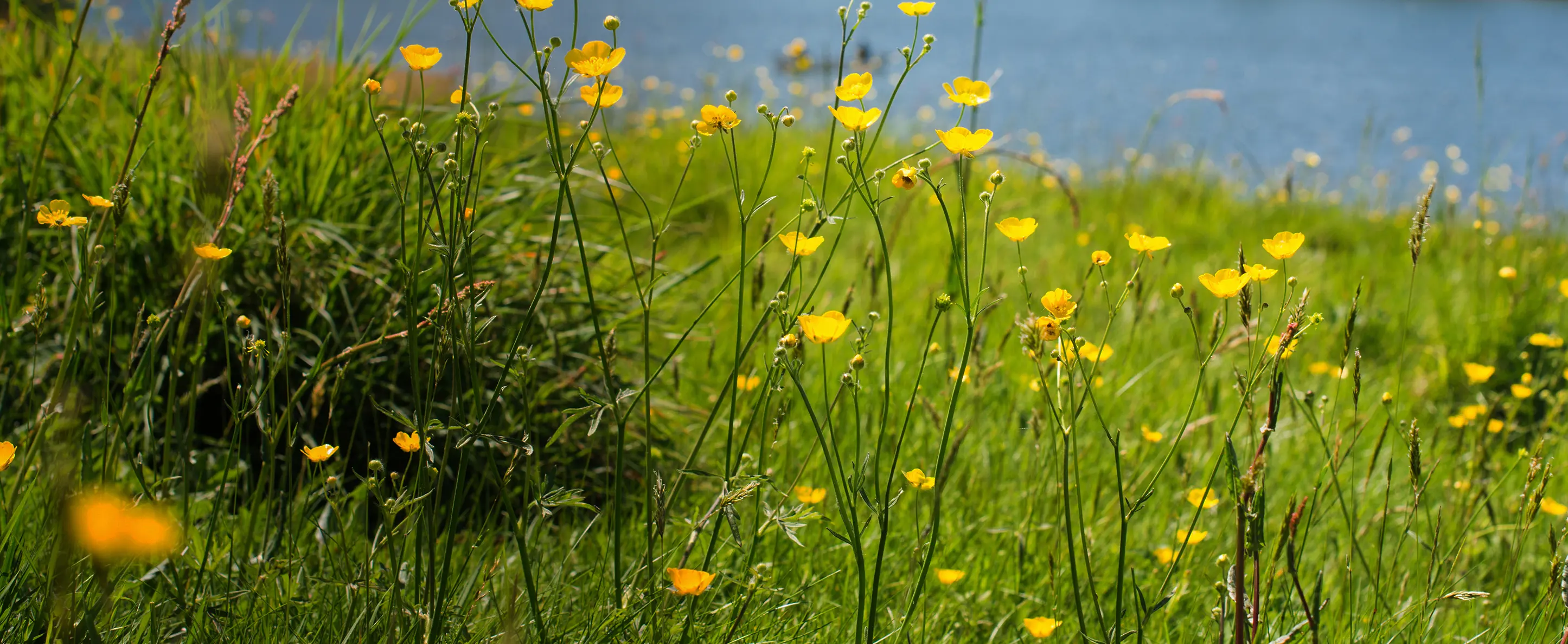 Spring buttercup flowers at Bewl Reservoir