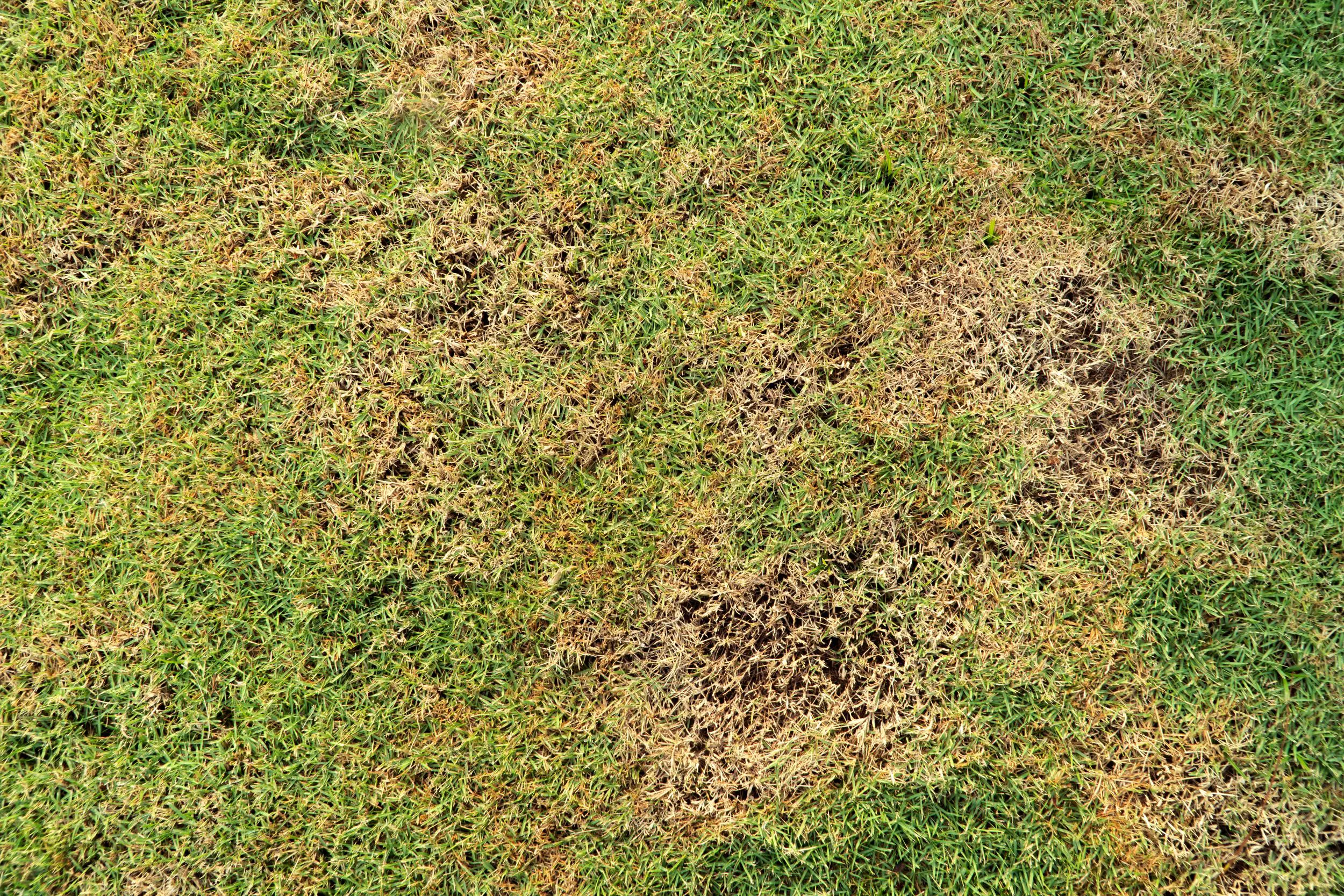 Photo of yellow grass in summer after little rain