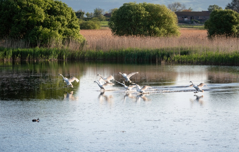 Swans landing in a pond in a wetland area