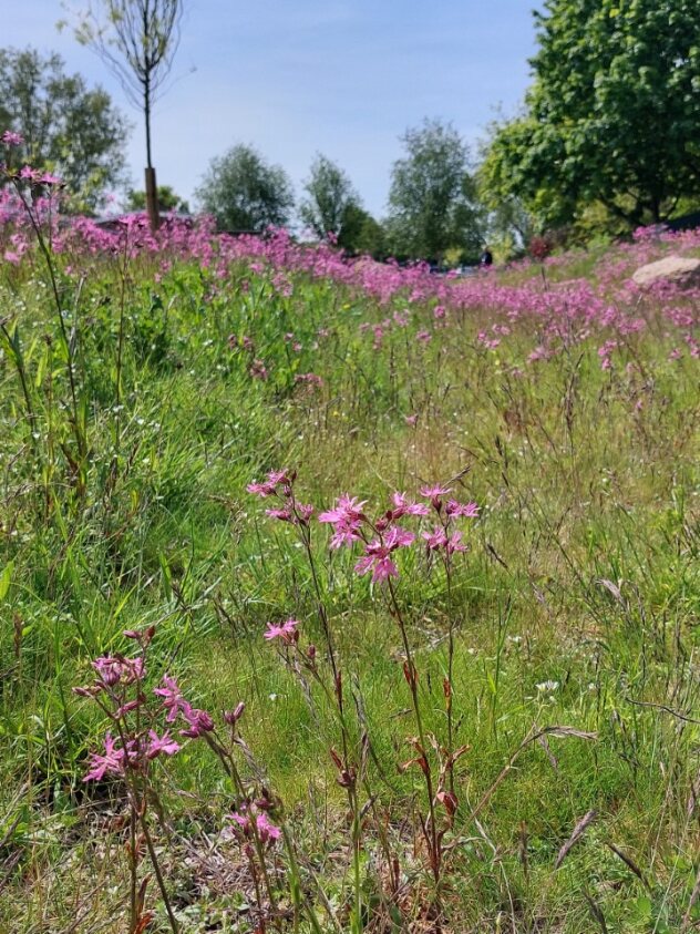 Swale for sustainable drainage helps manage more than 300,000 litres of rainwater at Hampshire school 