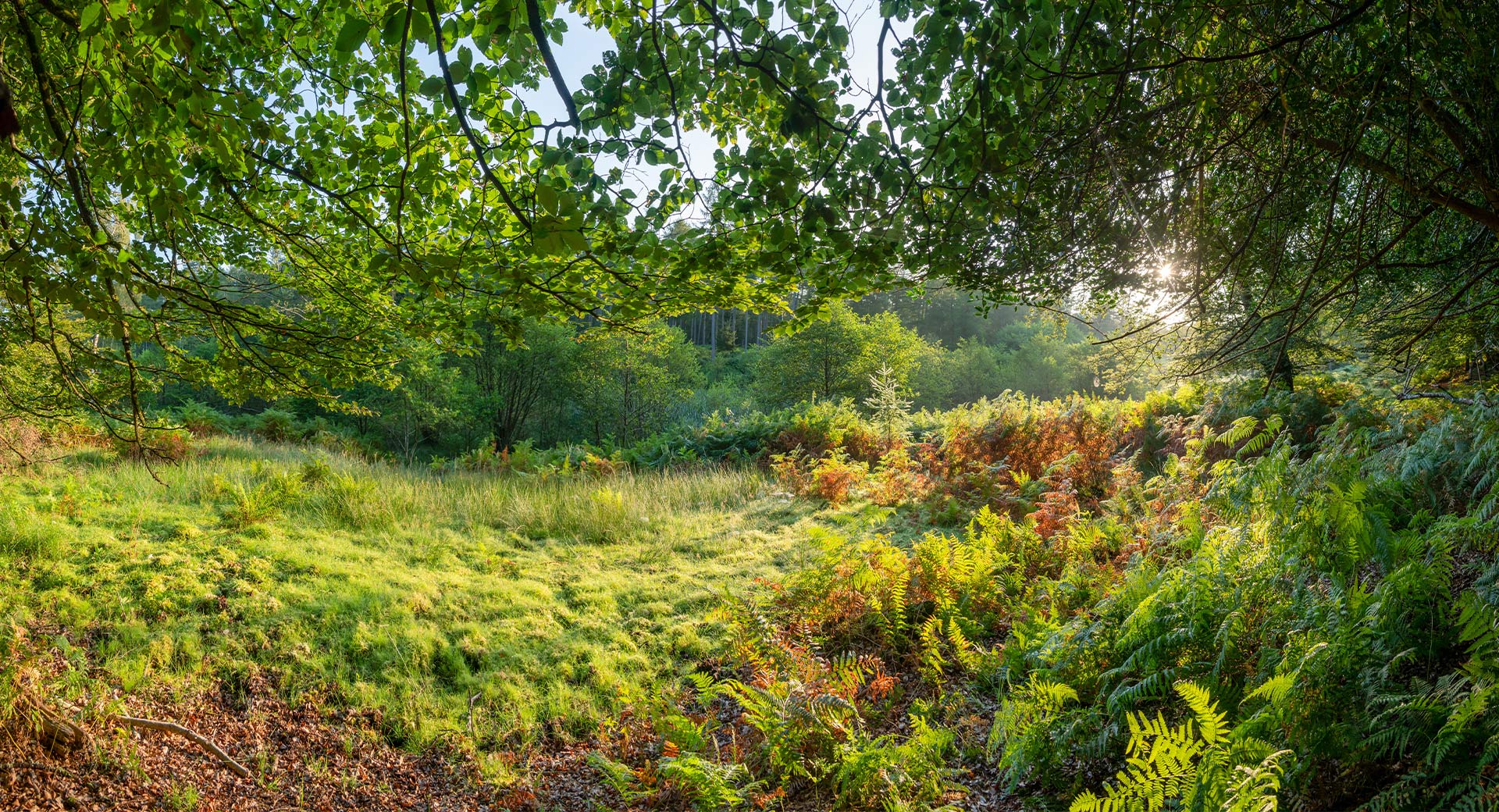 Wide shot of foliage