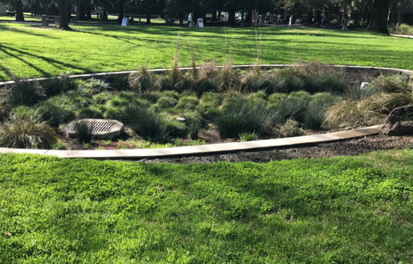 A rain garden in a grassy area in a park on a sunny day