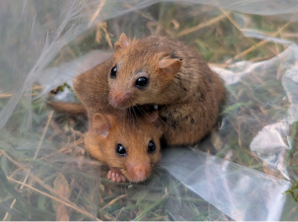 Dormice