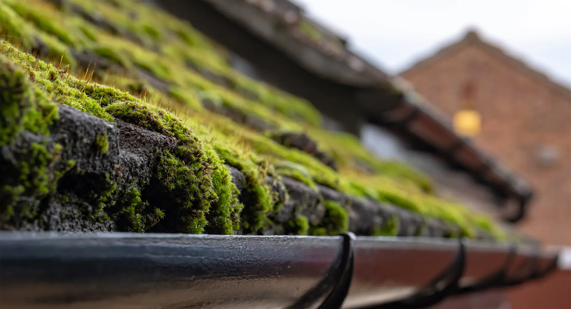 A rooftop which contains moss